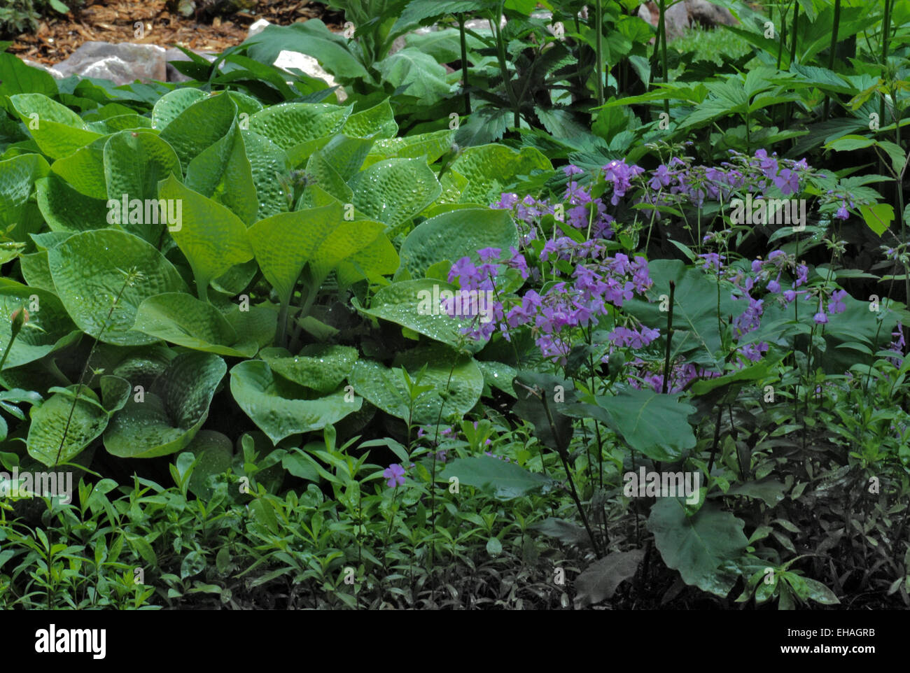 Sprign garden with HostaHosta seiboldiana Stock Photo