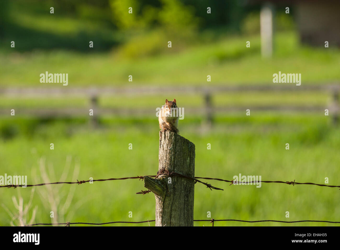 A red squirrel sits on a fence post against a background of green grass and pasture behind, Ontario, Canada. Stock Photo