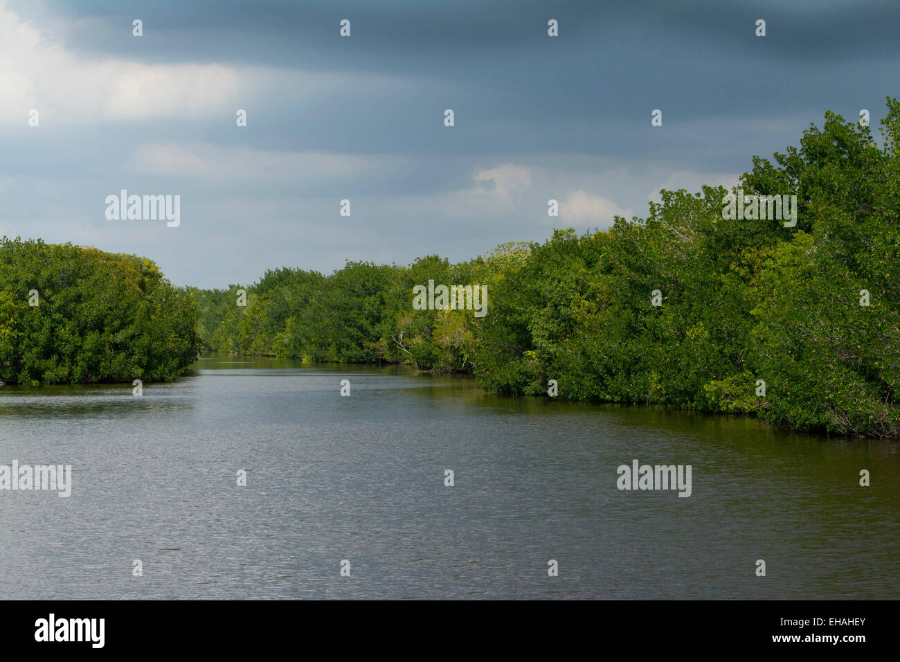 A river in the Florida Everglades Stock Photo Alamy