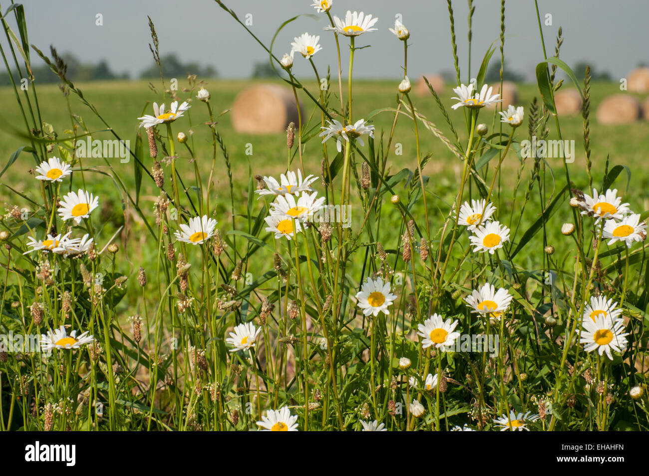 Round hay bales in a field behind a fencerow of daisies, Ontario, Canada Stock Photo