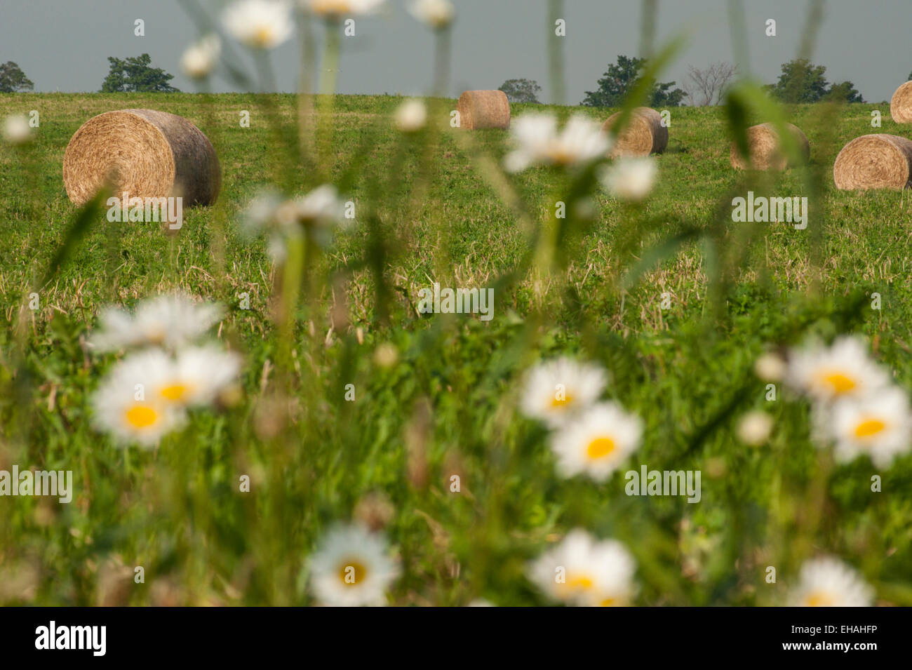 Round hay bales in a field behind a fencerow of daisies, Ontario, Canada Stock Photo