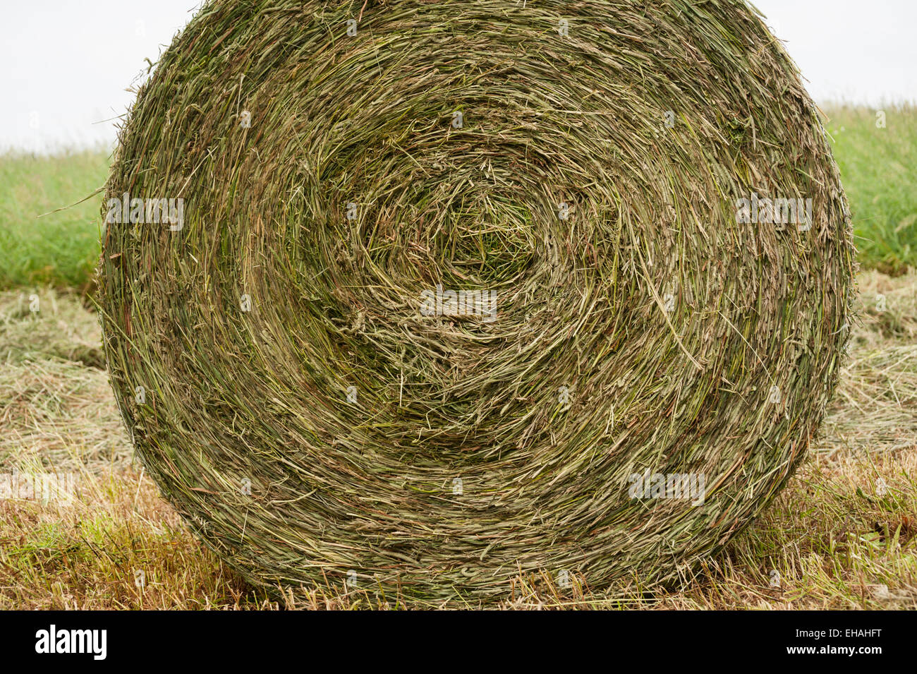 Green first cut hay freshly cut and baled in round bales in a hayfield near Meaford, Ontario. Stock Photo