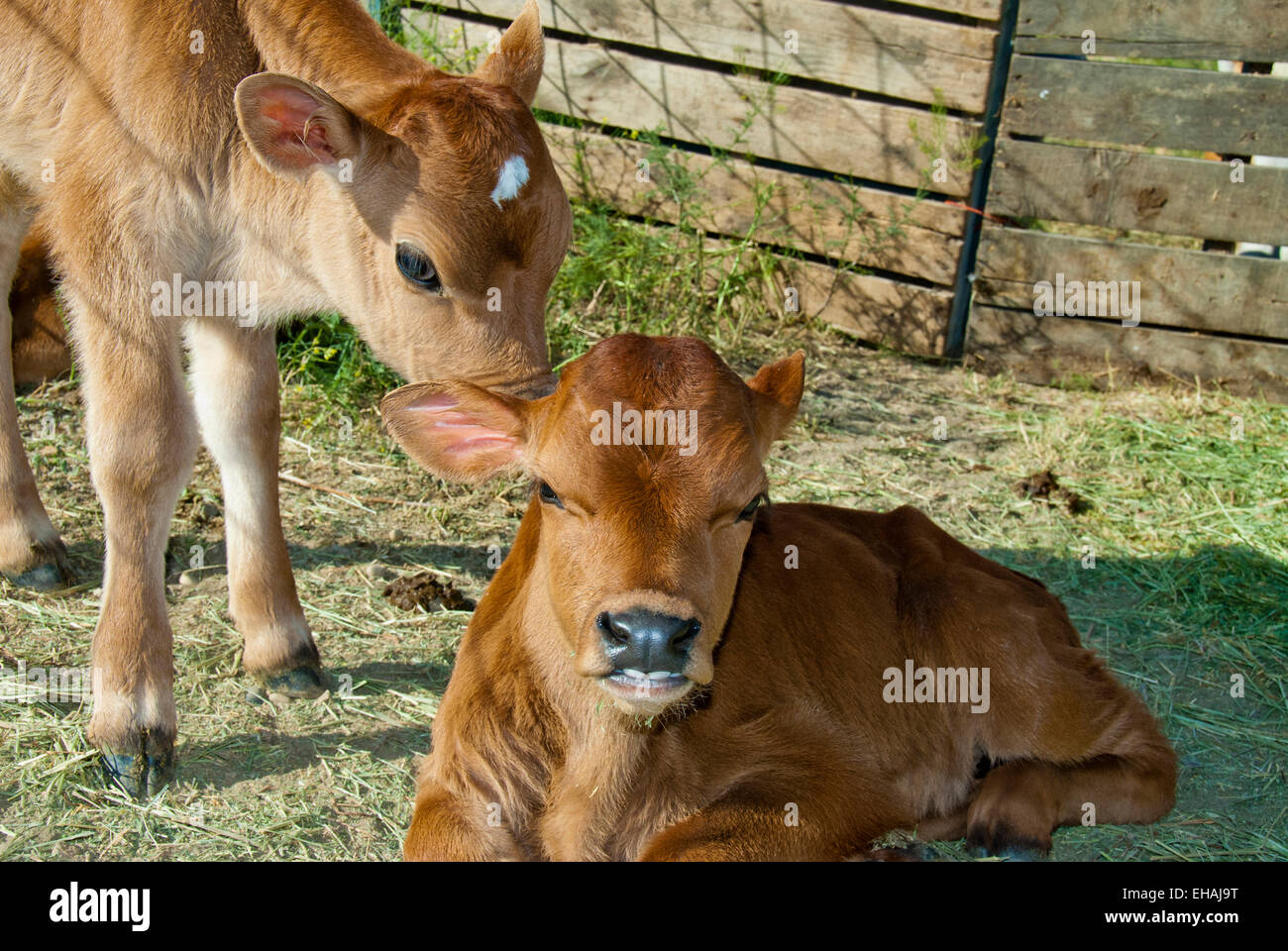 Jersey calves interacting (dairy breed) Stock Photo
