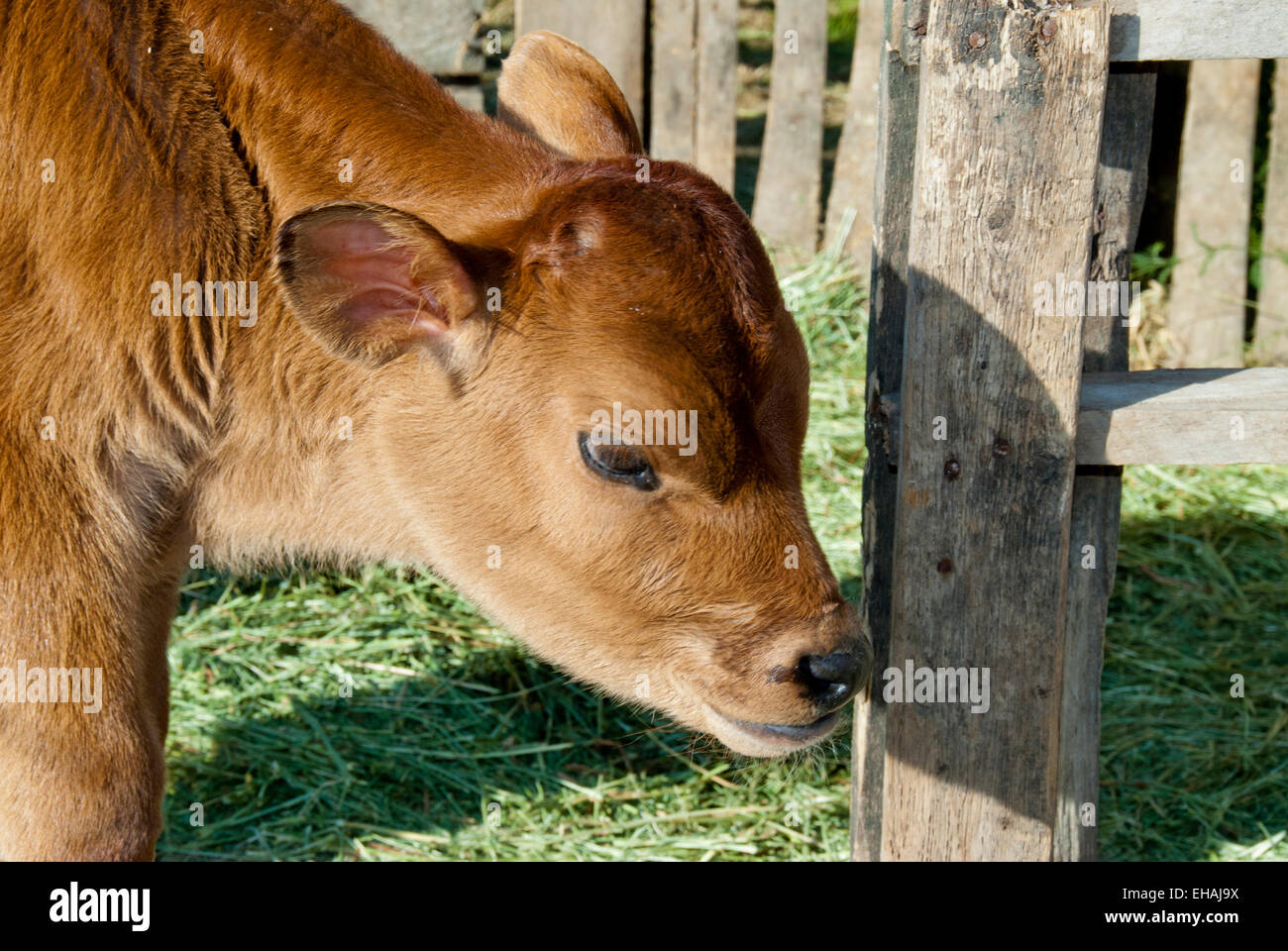 Jersey calf sniffing fencepost (dairy breed) Stock Photo