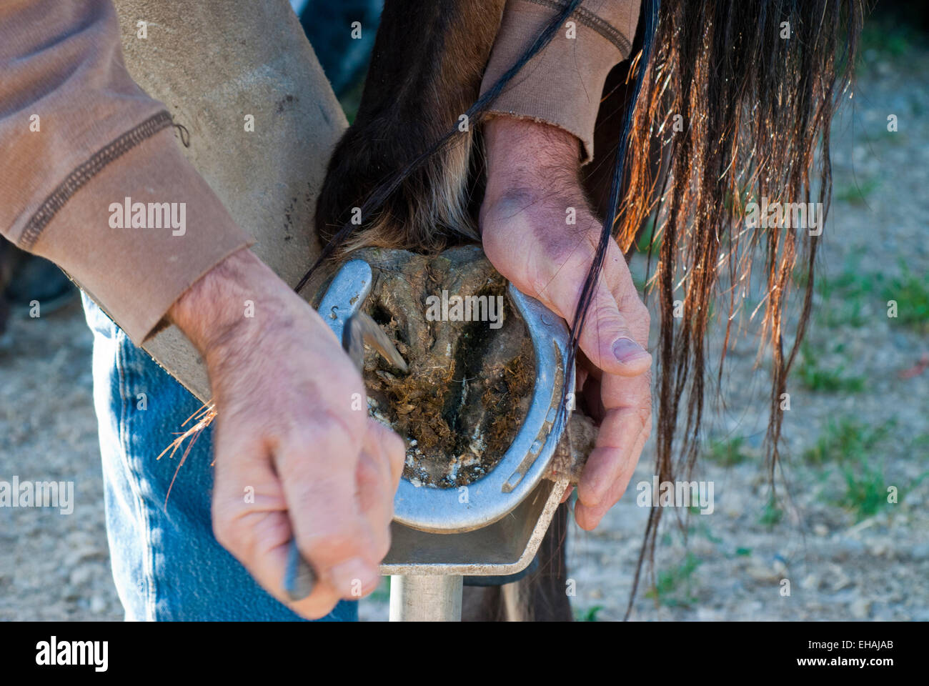 Farrier cleaning hoof and removing horseshoe from Appaloosa horse hoof Stock Photo