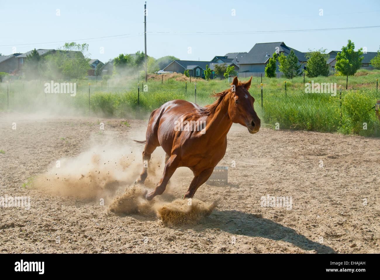 American quarter horse running Stock Photo