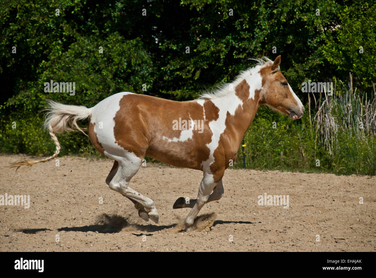 American paint horse running Stock Photo Alamy