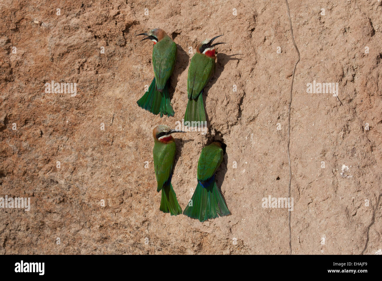 White-fronted bee-eater (Merops bullockoides) Stock Photo