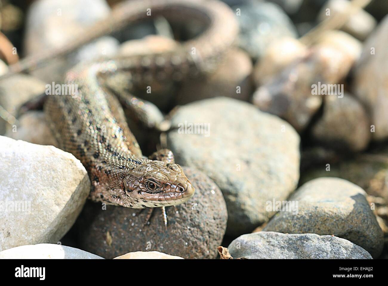 brown lizard on a rock close Stock Photo