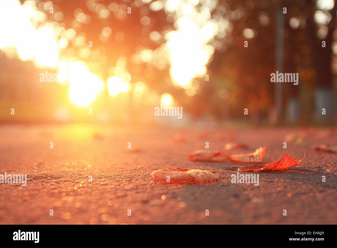 yellow leaves on an asphalt blurred urban background autumn Stock Photo ...