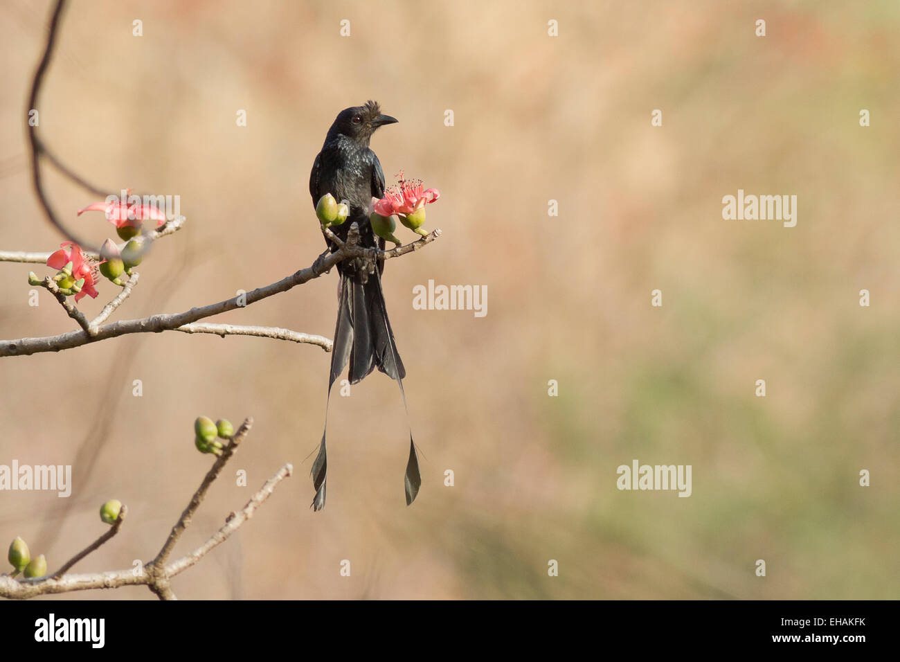 Greater racket-tailed drongo (Dicrurus paradiseus), Shoolpaneshwar wildlife sanctuary, Rajpipla, Gujarat, India Stock Photo