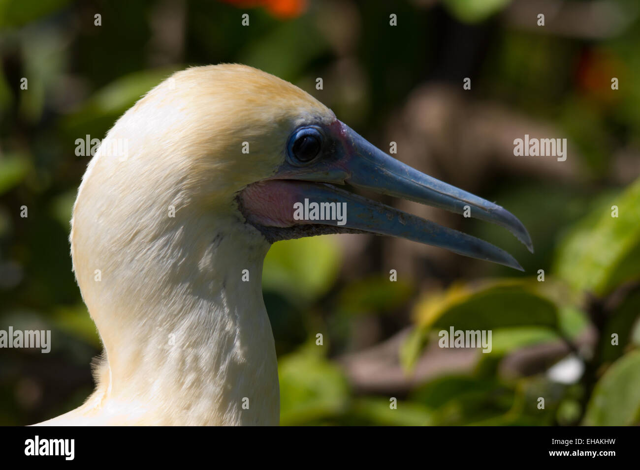 Close head shot of a Red-footed Booby (Sula sula) Stock Photo