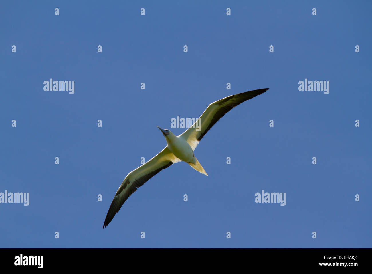Red-footed Booby (Sula sula) in flight Stock Photo