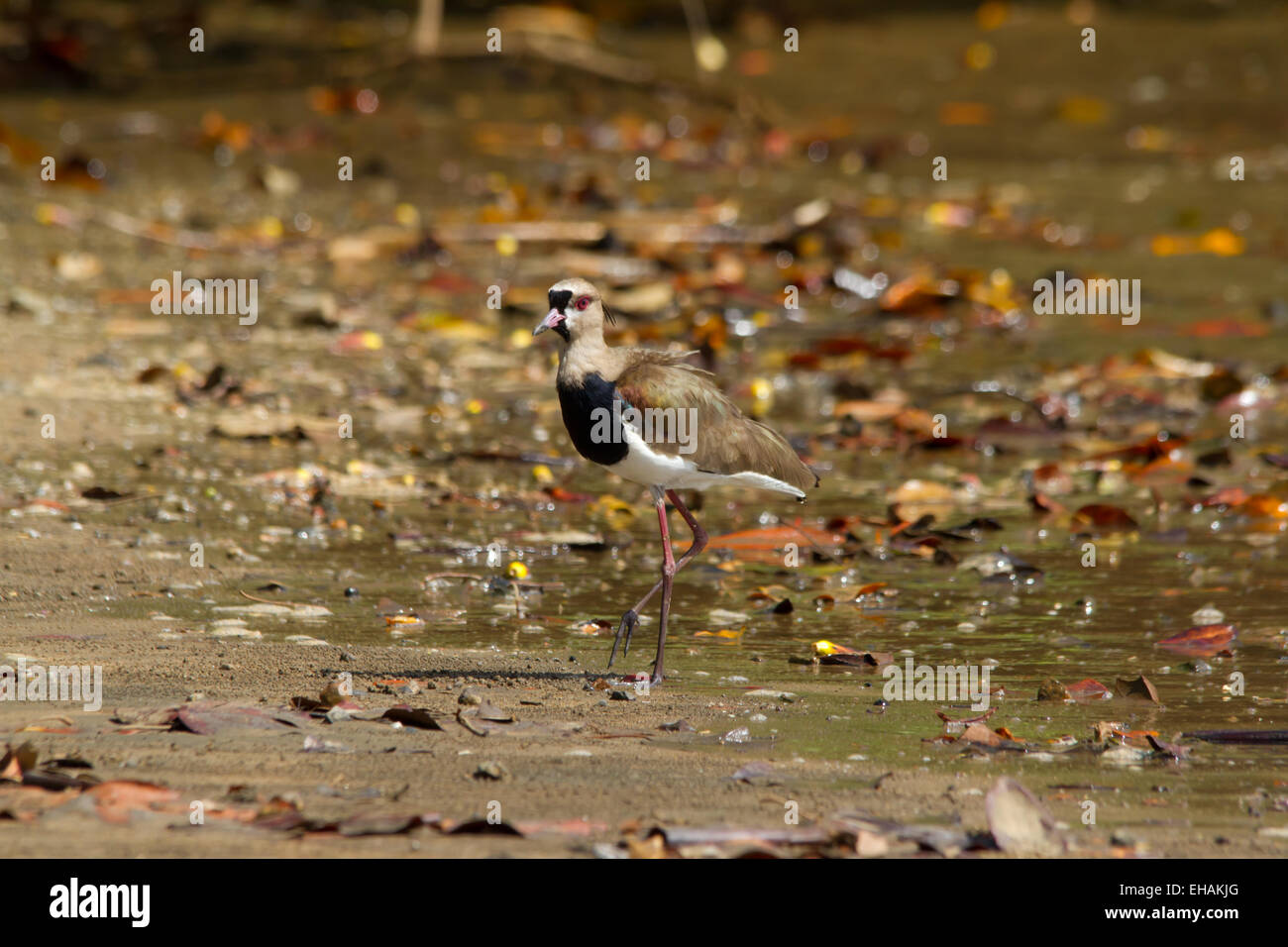 Southern Lapwing (Vanellus chilensis) standing on a lake shore Stock Photo