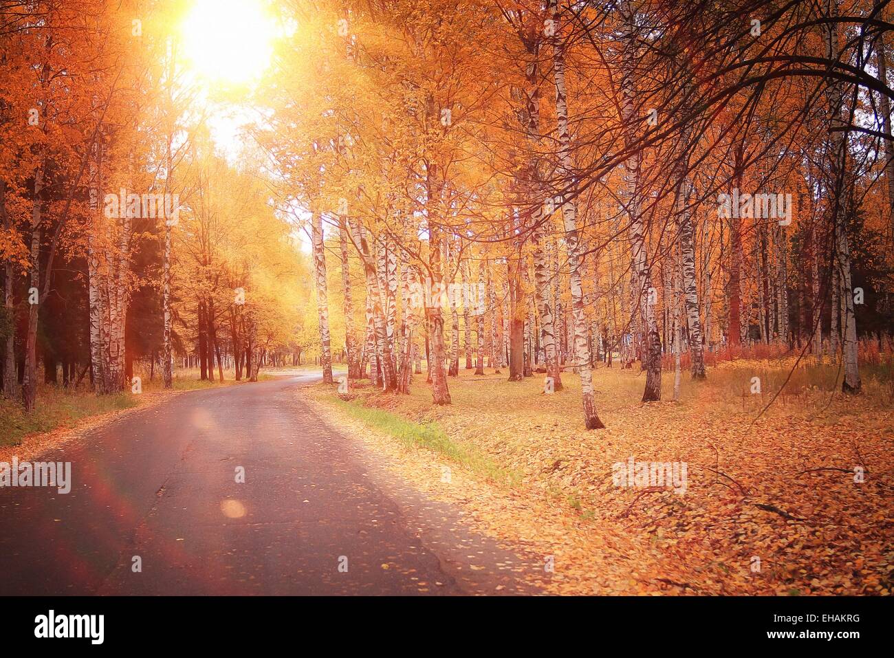 autumn park forest, landscape yellow Stock Photo - Alamy