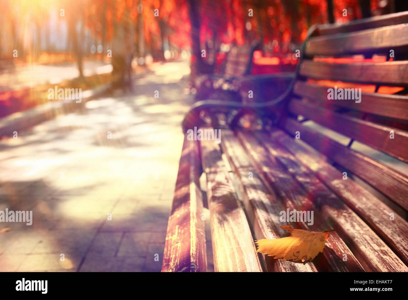 autumn park forest, landscape yellow Stock Photo - Alamy