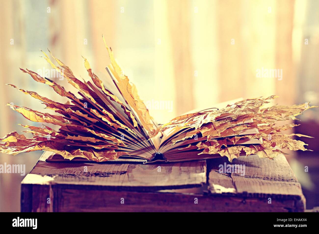 book pages yellow leaves of autumn concept Stock Photo Alamy