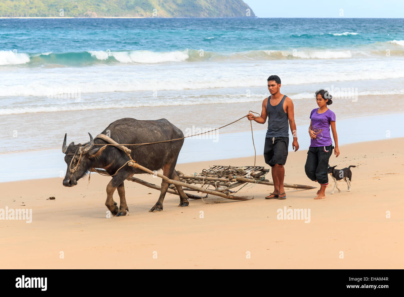 Nacpan, Philippines - January 18,2015: Farmers of Nacpan walking on the beach with a Carabao, the water buffalo Stock Photo
