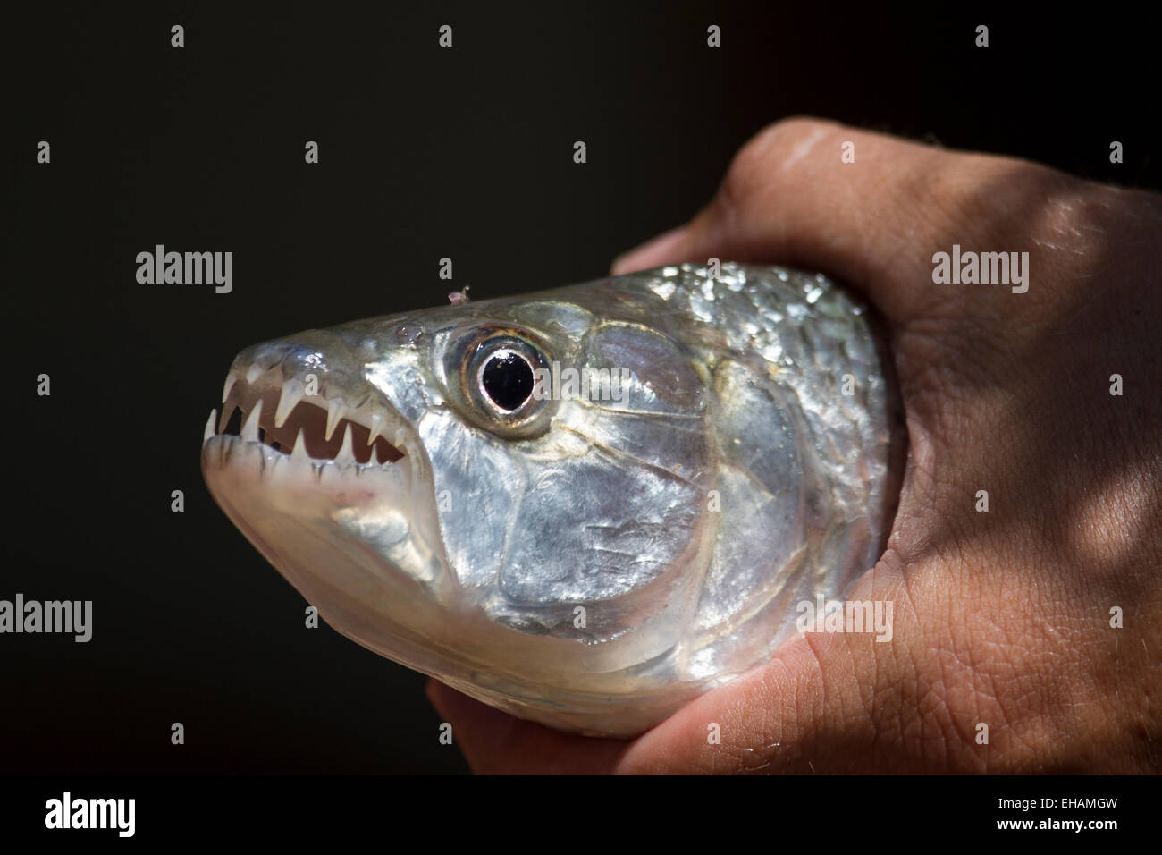 Tigerfish (Hydrocynus vittatus) Stock Photo