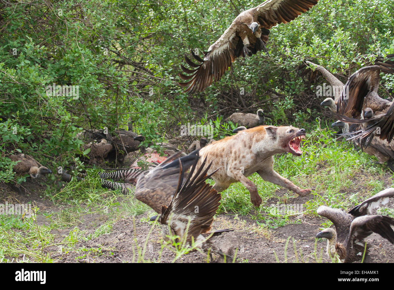 Spotted hyena (Crocuta crocuta) chasing vultures from a kill Stock