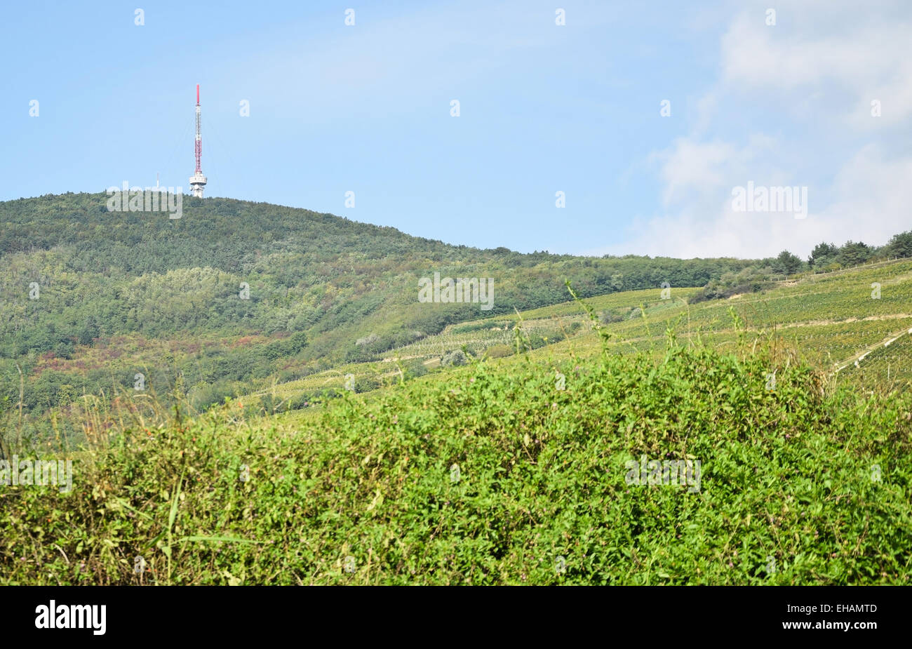 Vineyards at the hill-side near Tokaj city, Hungary Stock Photo