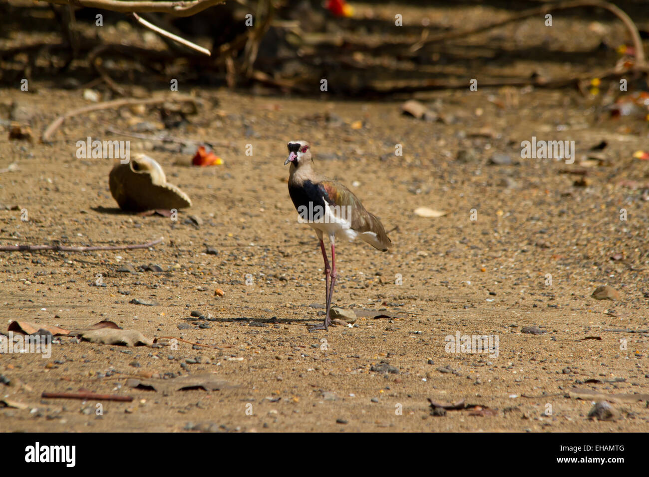 Southern Lapwing (Vanellus chilensis) standing on a lake shore Stock Photo
