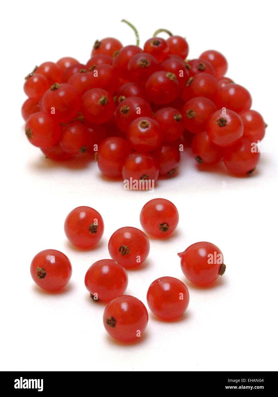 Johannisbeeren / currants (Ribes rubrum) Stock Photo