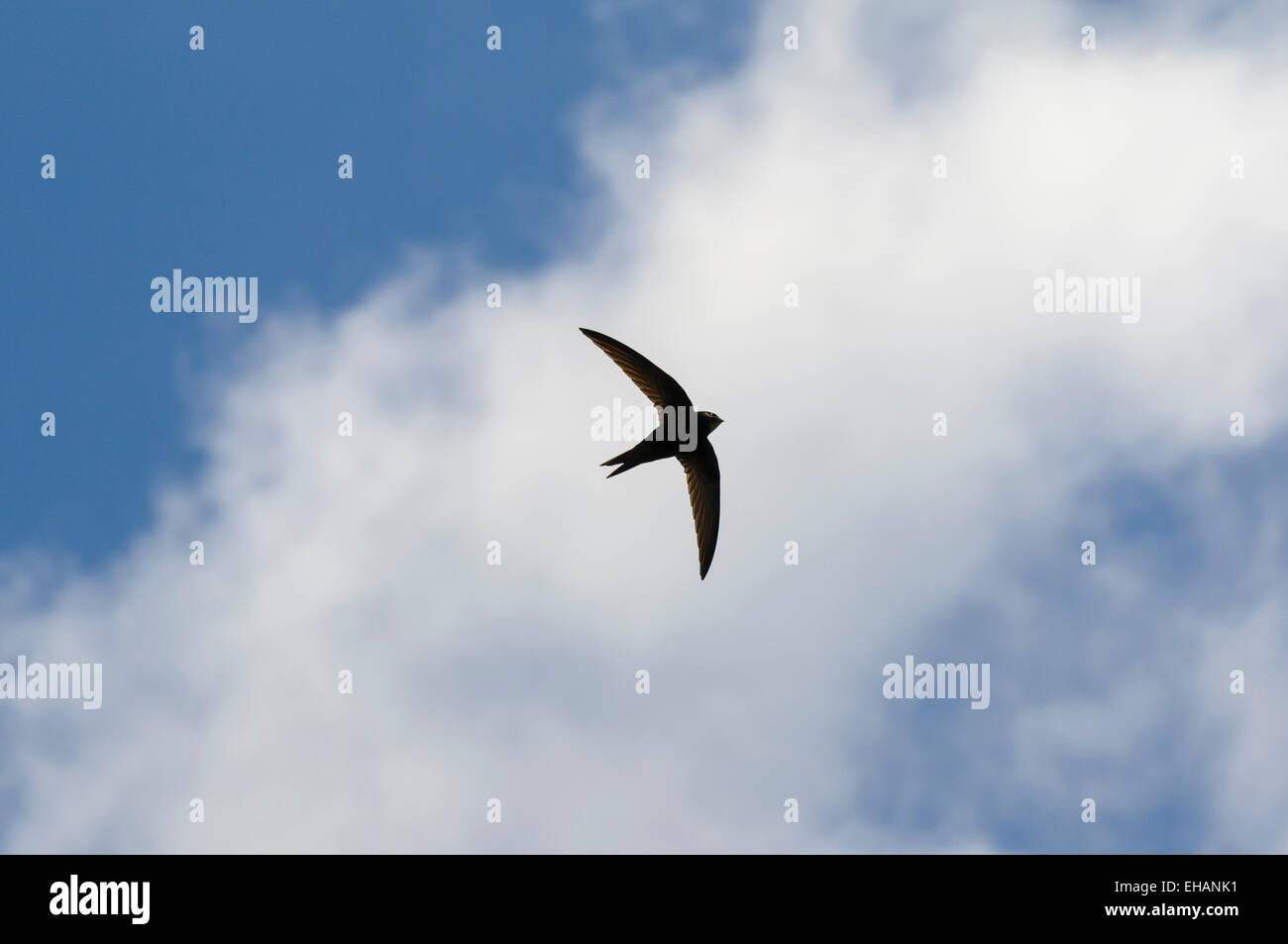Swift (Apus apus) adult in flight against a band of cloud in a blue sky ...
