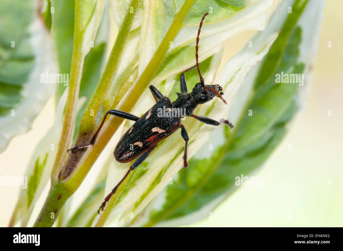 Two-banded Longhorn Beetle (Rhagium bifasciatum) adult clambering over the leaves of a variegated shrub in a garden in Thirsk, N Stock Photo