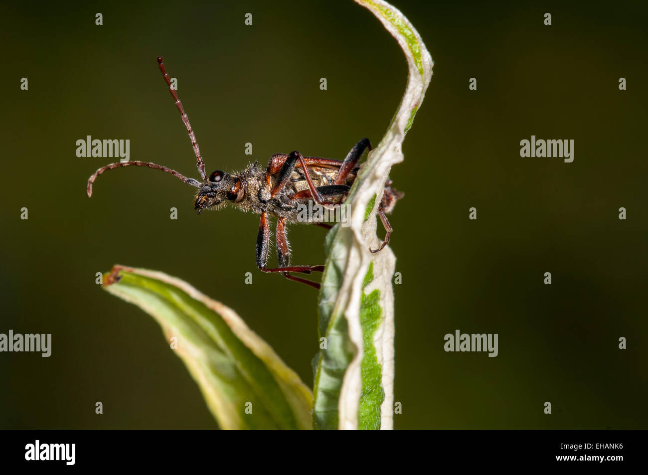 Two-banded Longhorn Beetle (Rhagium bifasciatum) adult clambering over the leaves of a variegated shrub in a garden in Thirsk, N Stock Photo