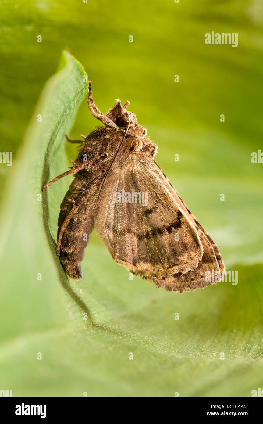 A gothic moth (Naenia typica) freshly emerged from its chrysalis and