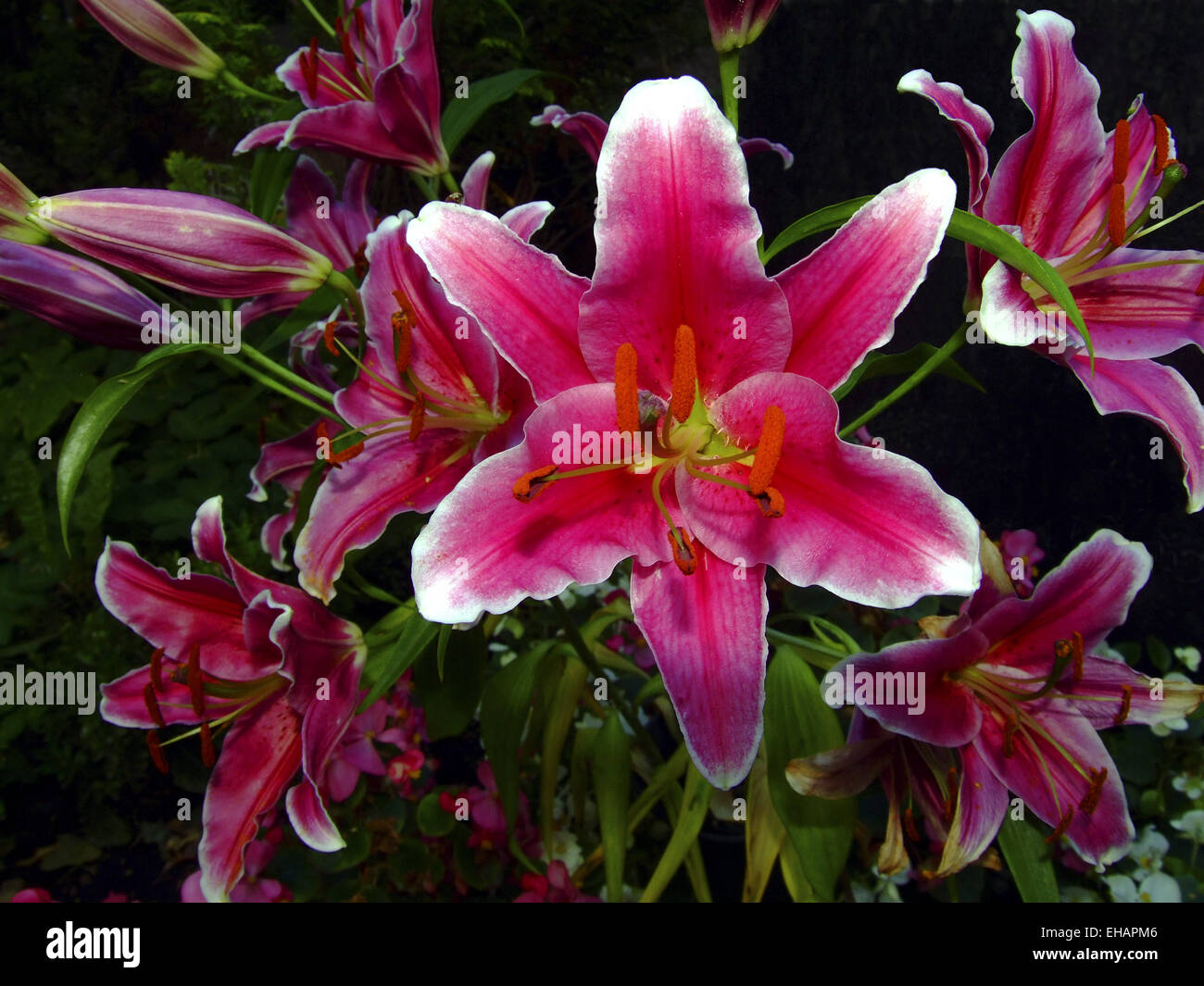 Lilien / lilies Stock Photo
