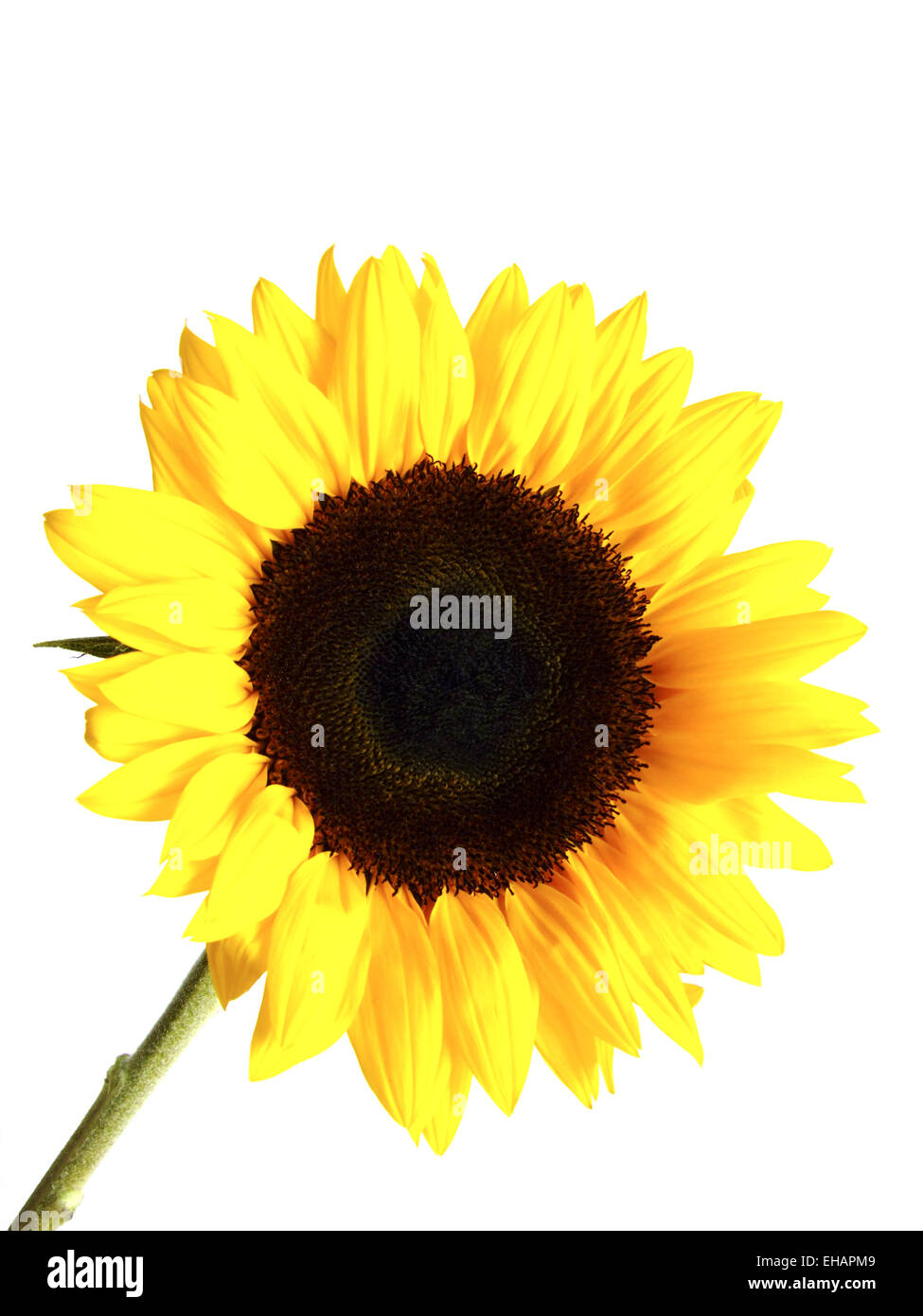 Sonnenblume / sunflower (Helianthus annuus) Stock Photo