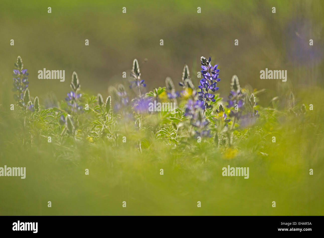 Selective focus on a cluster of Blue lupin (Lupinus pilosus) Photographed in israel in February Stock Photo