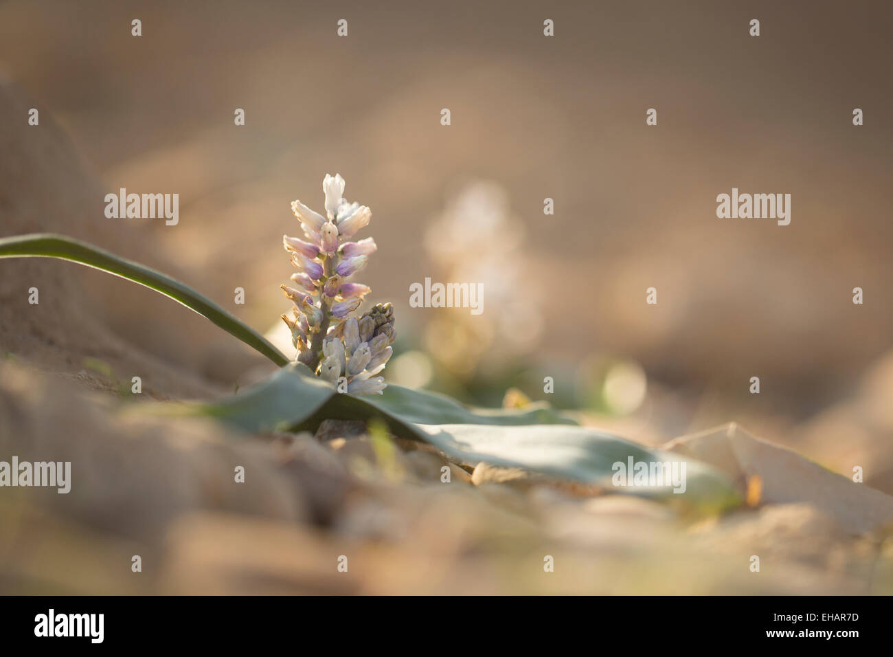 Flowering Desert Bellevalia (Bellevalia desertorum) Photographed in The northern Negev, Israel Stock Photo