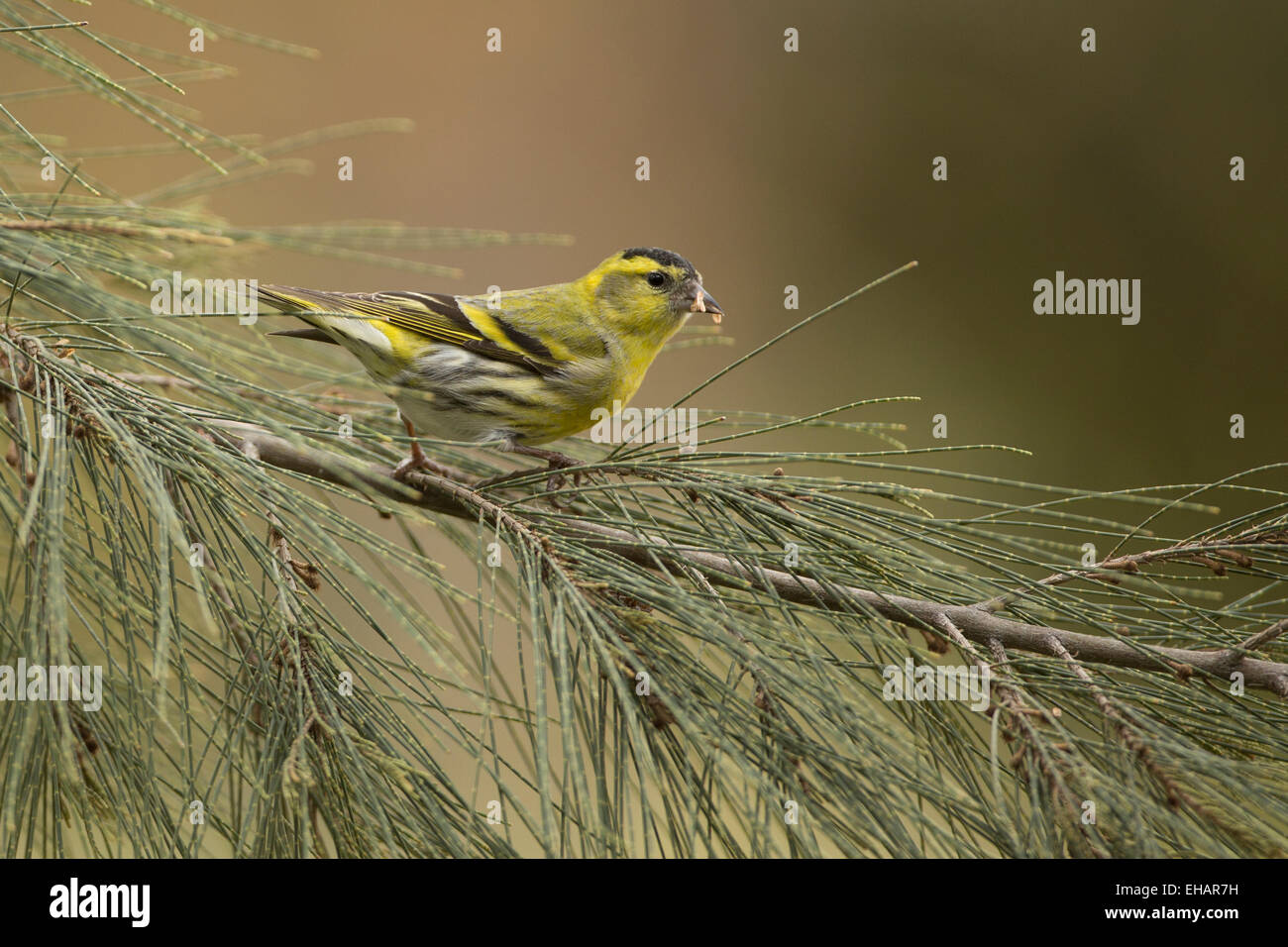 Male Eurasian siskin (Carduelis spinus). The siskin is a type of finch. It breeds in northern Europe, parts of Russia and easter Stock Photo