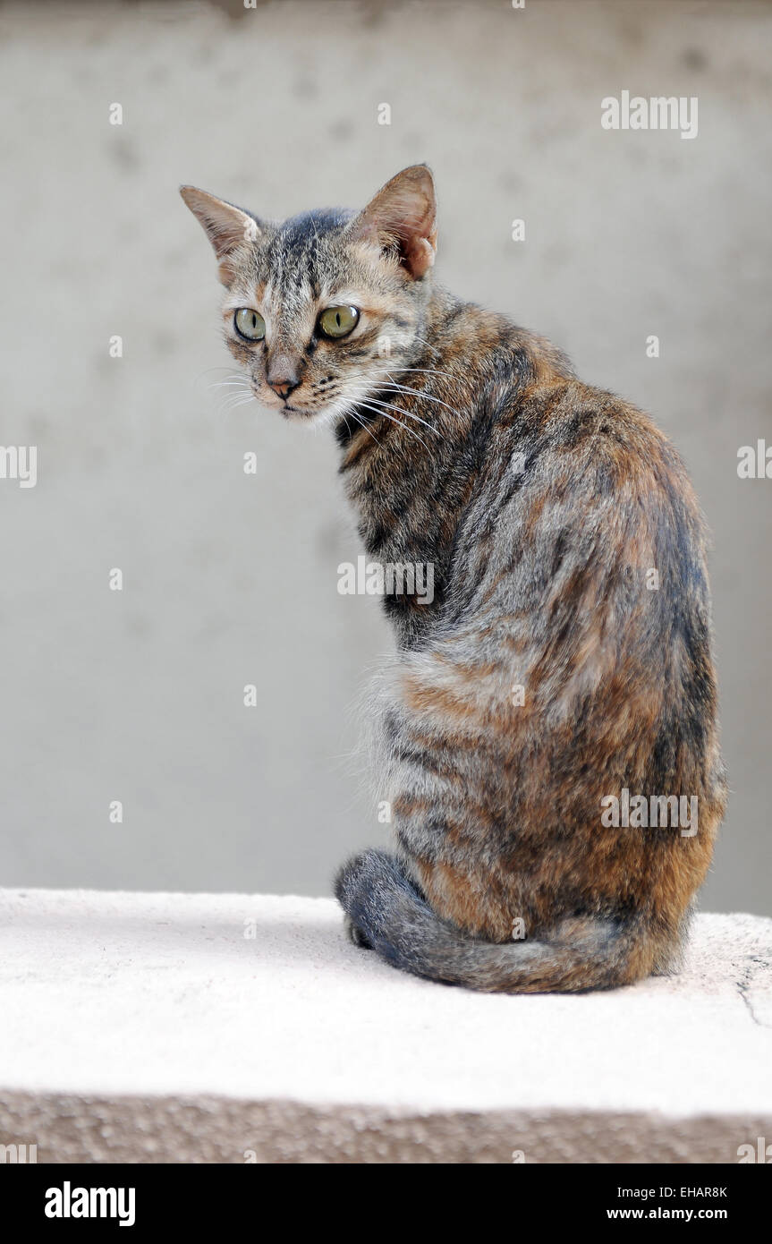 Cat on the wall Stock Photo Alamy