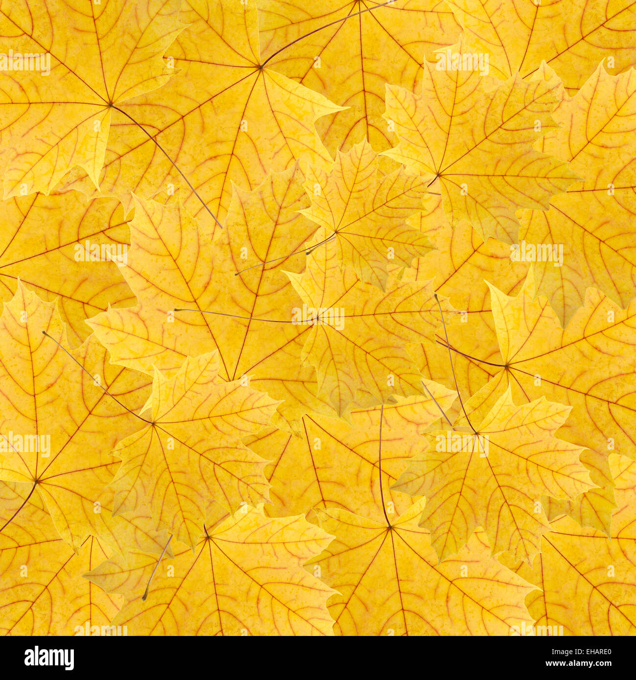 background of dry yellow maple leaves Stock Photo - Alamy