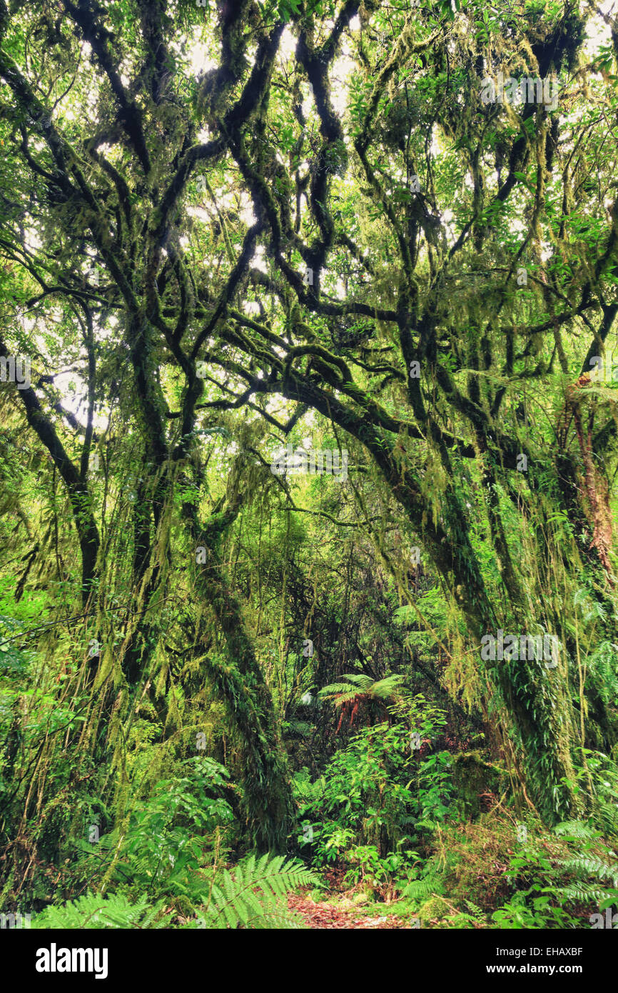 Native bush Stock Photo