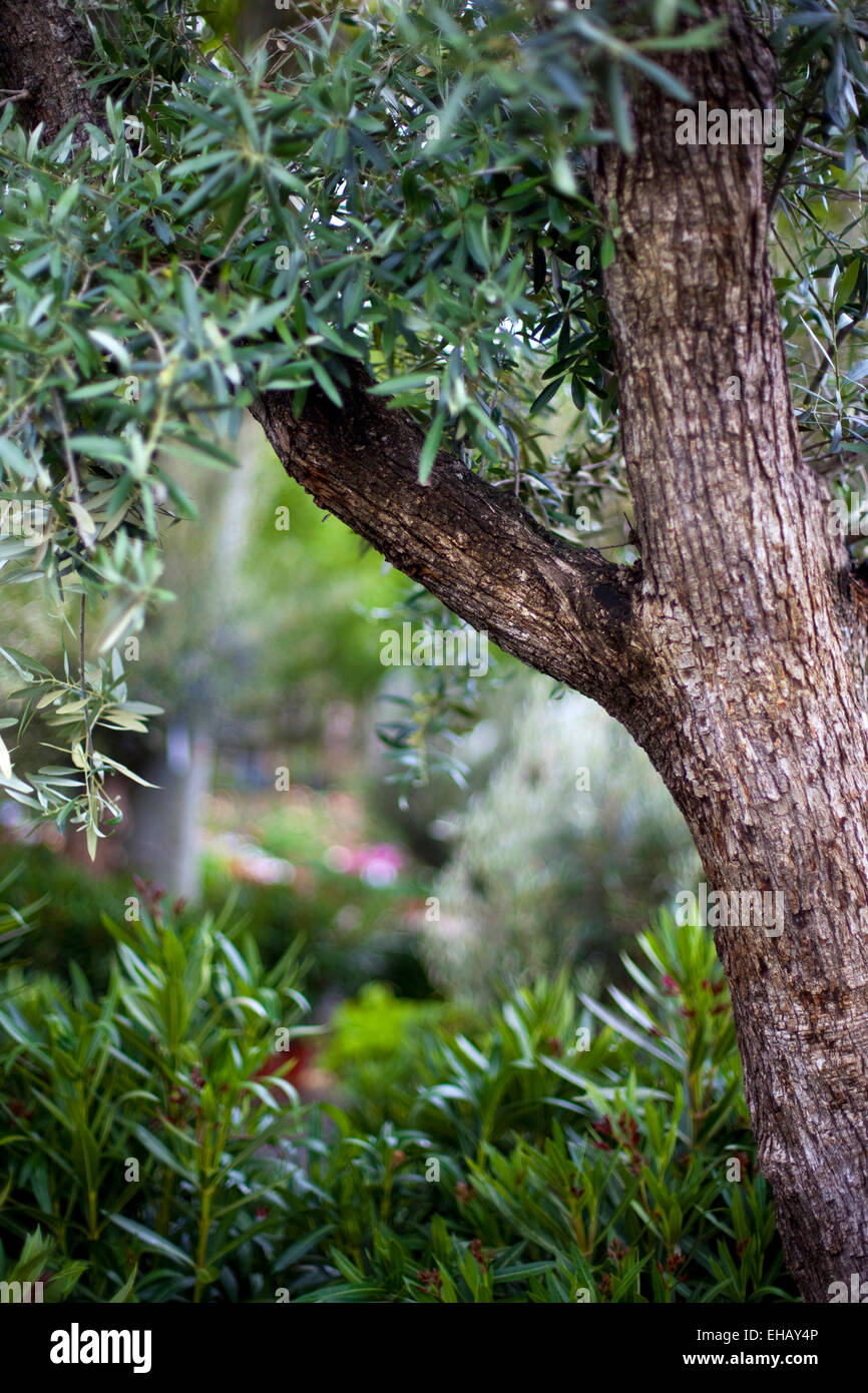 Olive tree and laurels in Provence in Spring Stock Photo