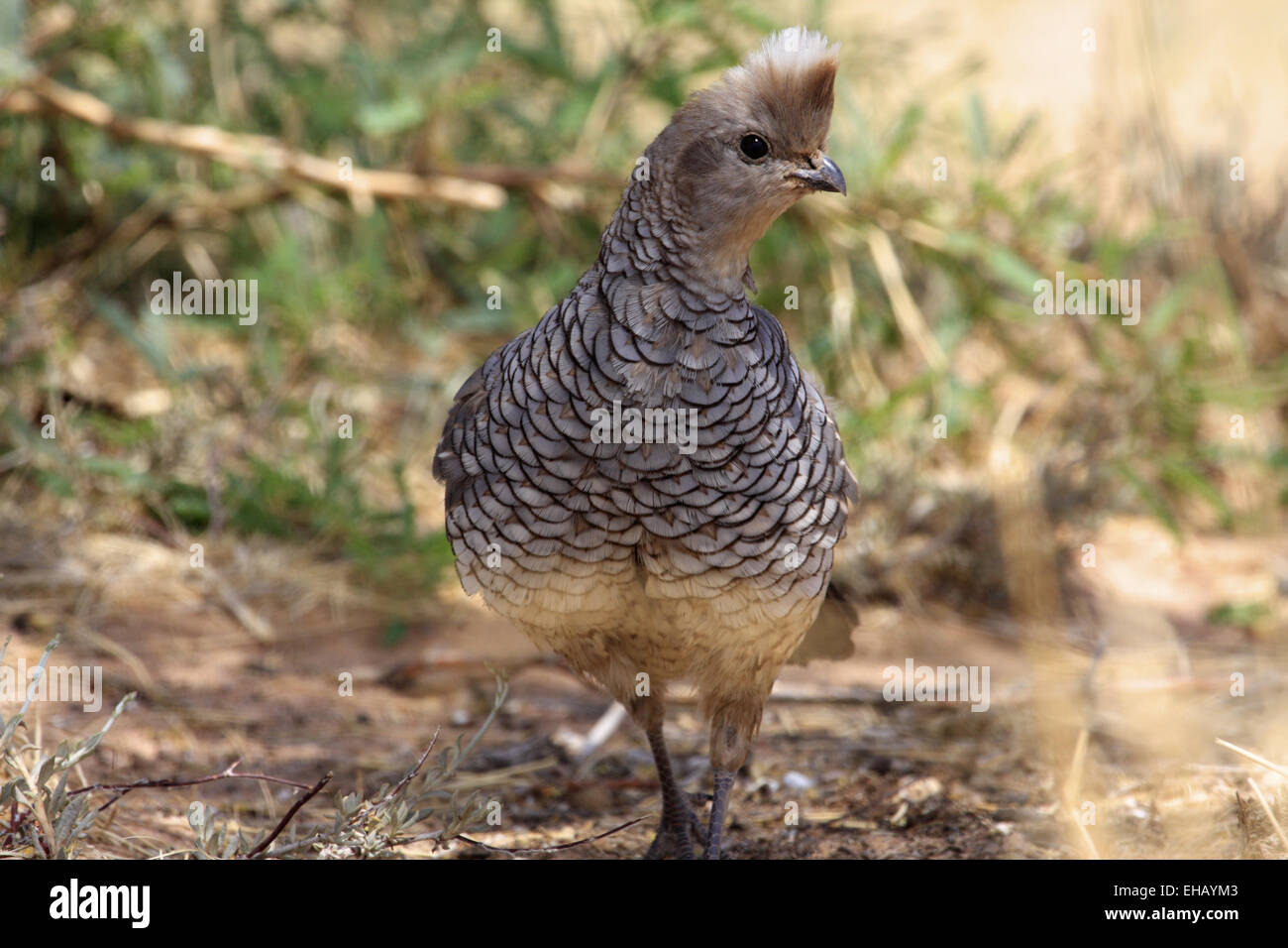 Blue scaled quail (Callipepla squamata), Arizona, USA Stock Photo