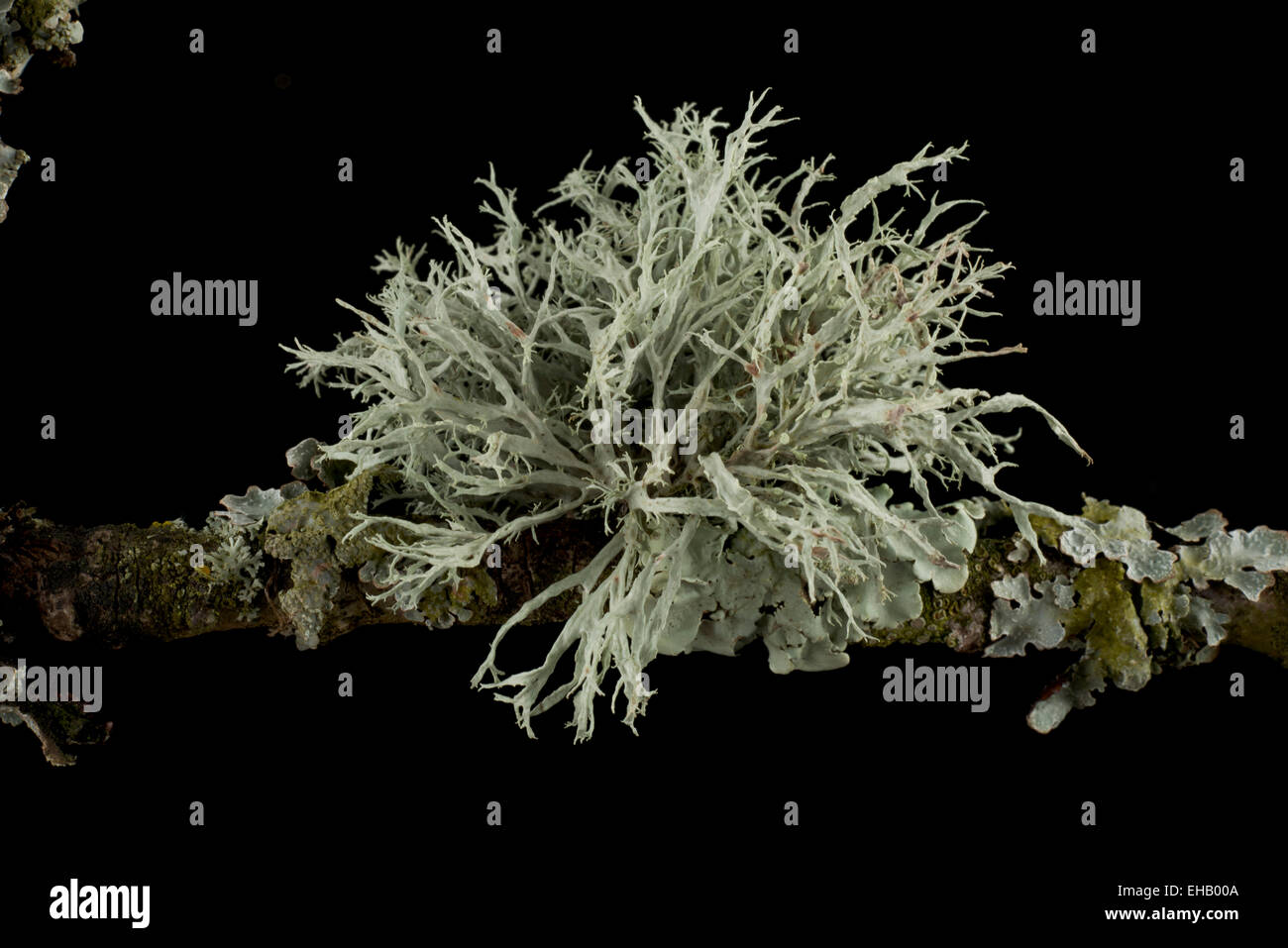 Oak twig covered with leafy foliose lichens and shrubby fruticose lichens. Stock Photo