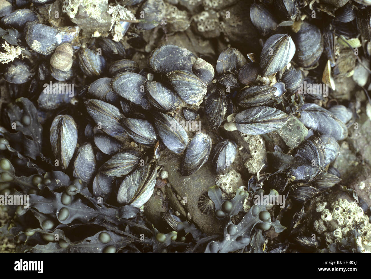 Common Mussel - Mytilus edulis Stock Photo