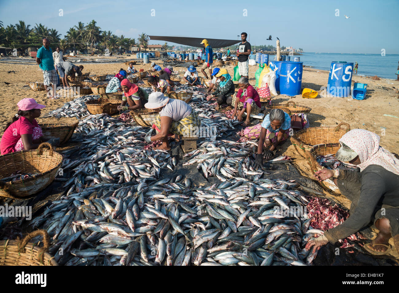 fish processing on the beach at the fish market in Negombo, Sri Lanka