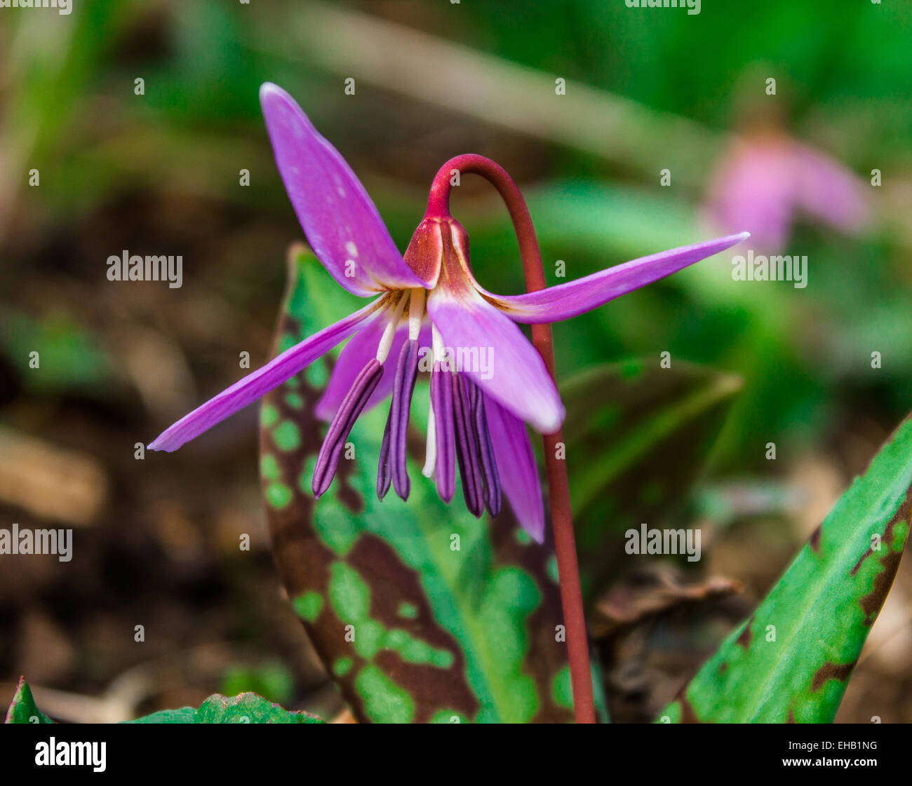 Fawn Lily, Erythronium revolutum Stock Photo
