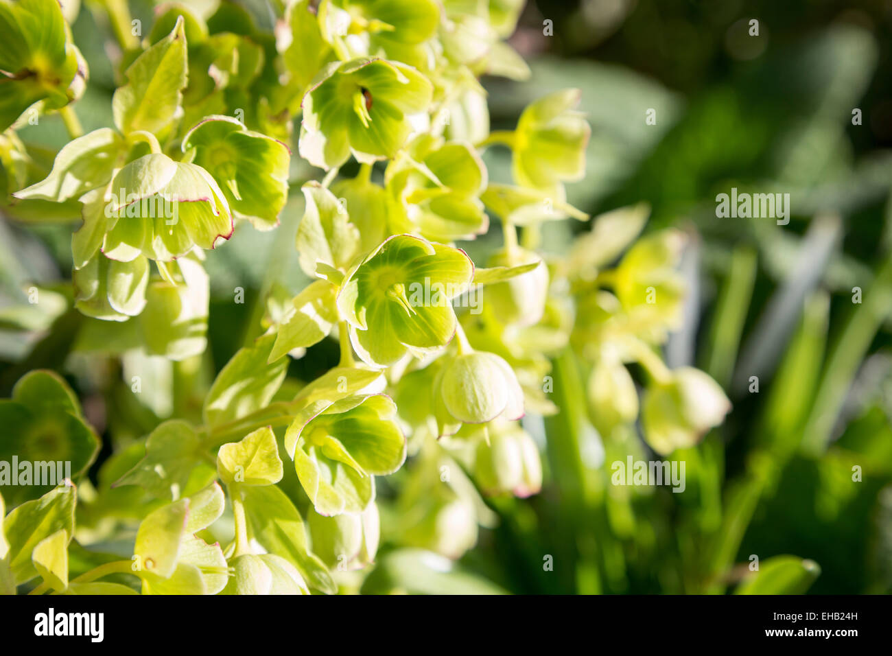 Acid Green Flowers of Spurge or Euphorbia (Euphorbiaceae) Stock Photo