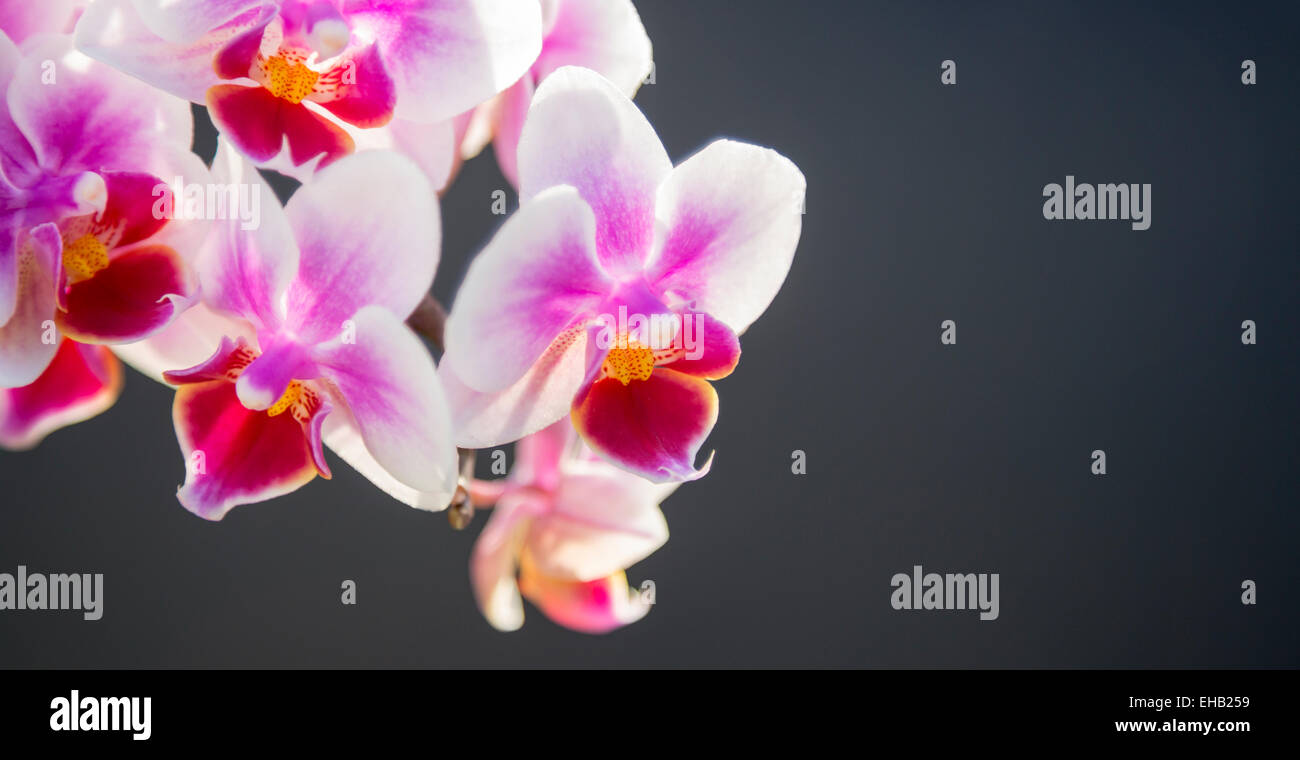 Pink Orchid with dark background. Stock Photo