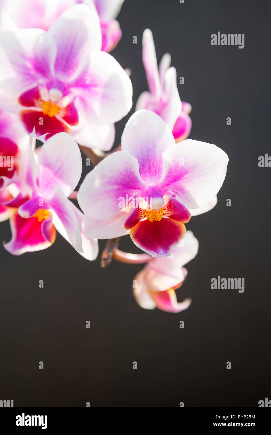 Pink Orchid with dark background. Stock Photo