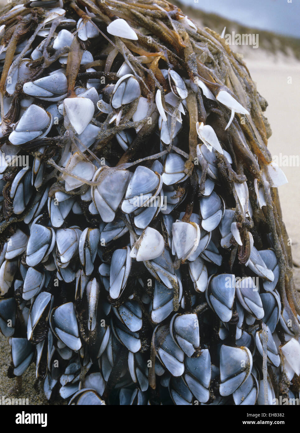 Common Goose Barnacle - Lepas anatifera Stock Photo