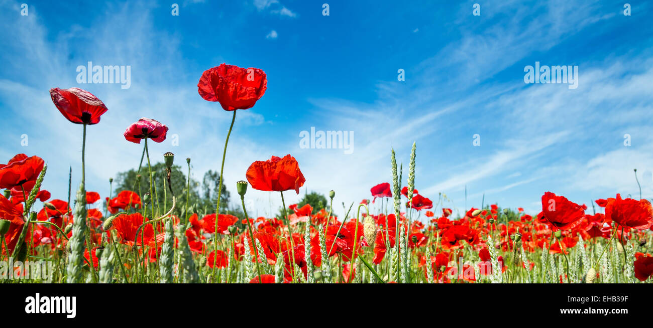 red poppy field Stock Photo